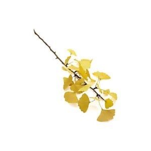 New Creat and Barrel Gold Leaf Branch Home Accent, 10 pieces
